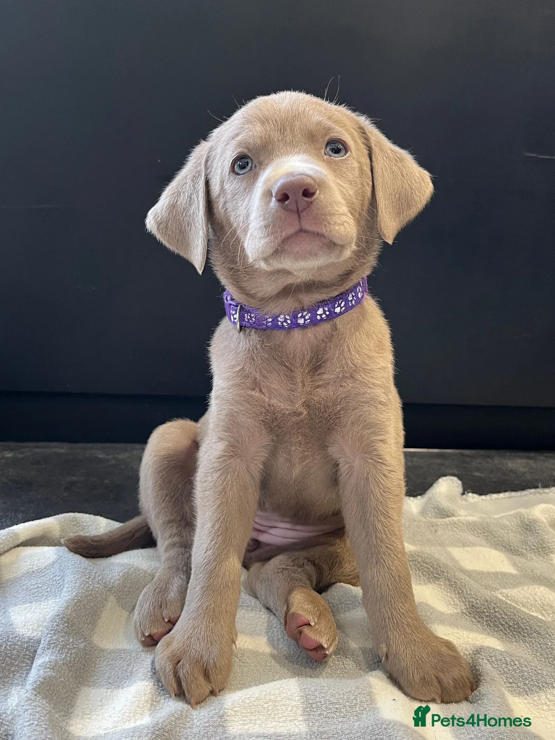 Labrador Retriever dogs for sale: ⭐Waiting list open for end of the year litters⭐  - Advert 1
