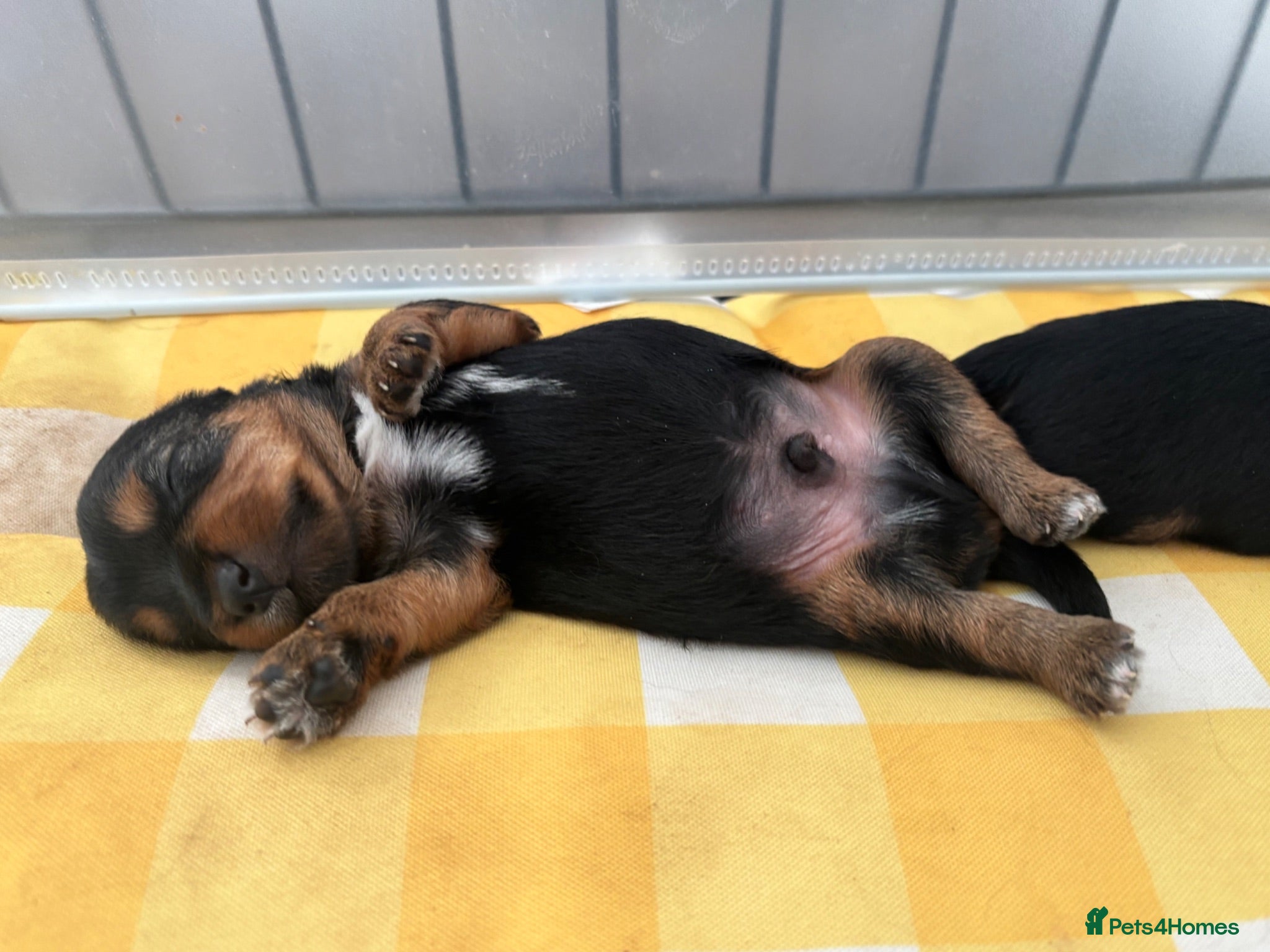 Yorkshire Terrier dogs 5 Yorkshire terrier puppies for sale  - Advert 8