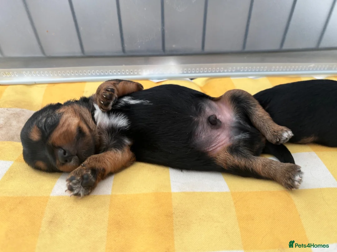 Yorkshire Terrier dogs for sale: 5 Yorkshire terrier puppies for sale  - Advert 1