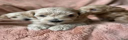 Maltipoo dogs for sale: Fully health tested confident happy maltipoo pups - Advert 24