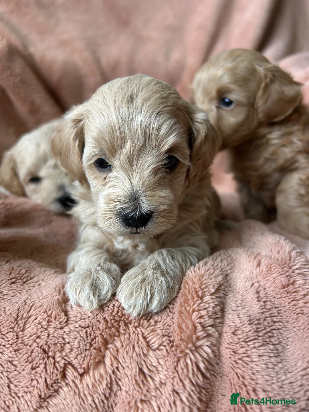 Maltipoo dogs for sale: Fully health tested confident happy maltipoo pups - Advert 24