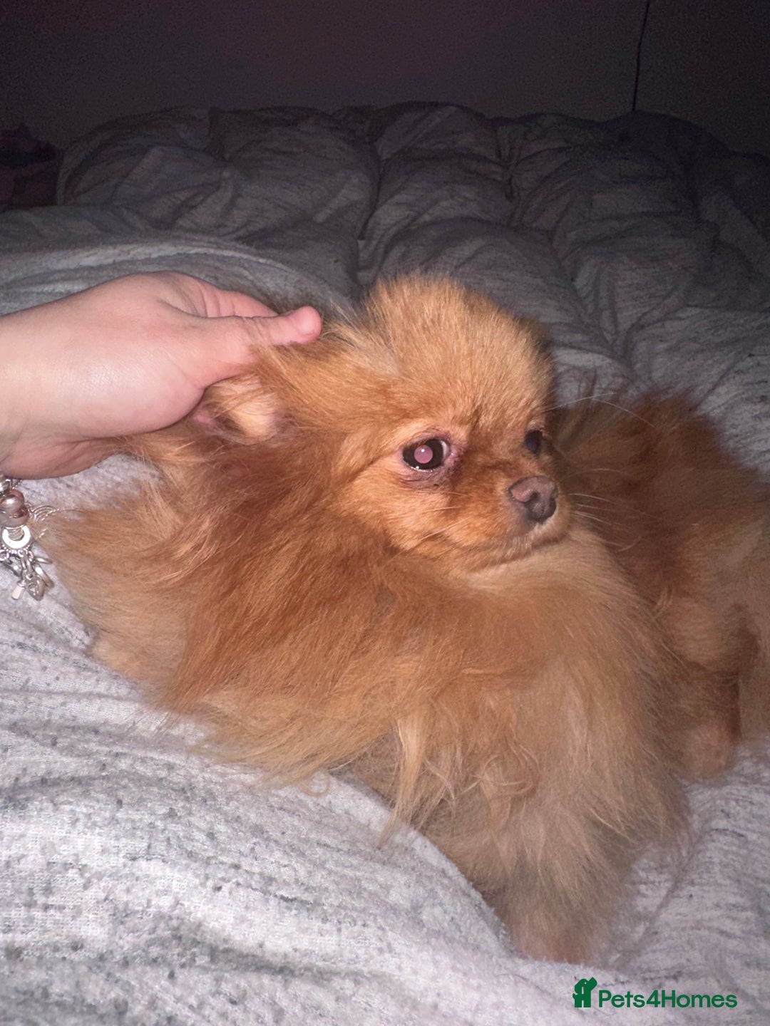 Pomeranian dogs for sale: Loving Pomeranian looking for a new home   - Advert 3