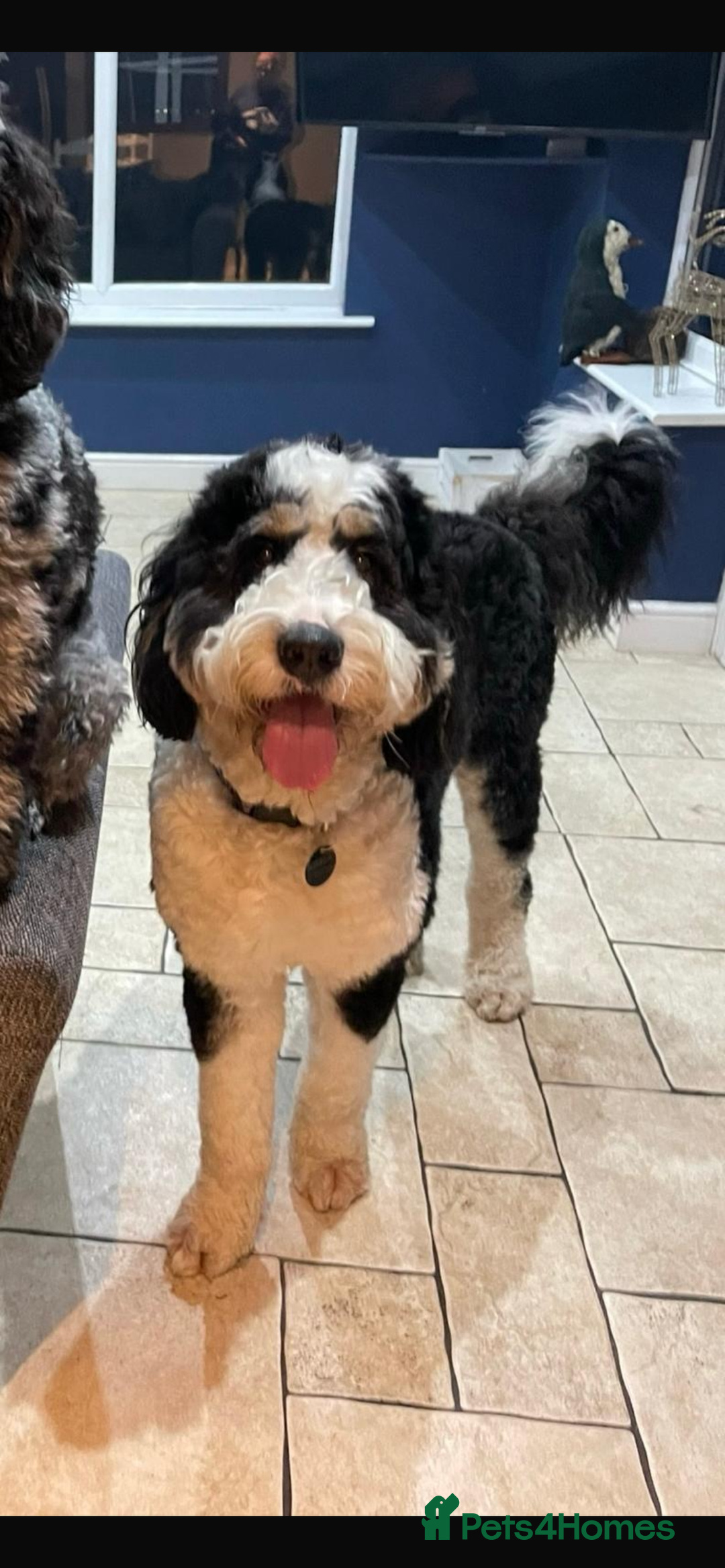 Bernedoodle dogs for sale: HEALTH TESTED DOUBLE DOODLES - Image 15