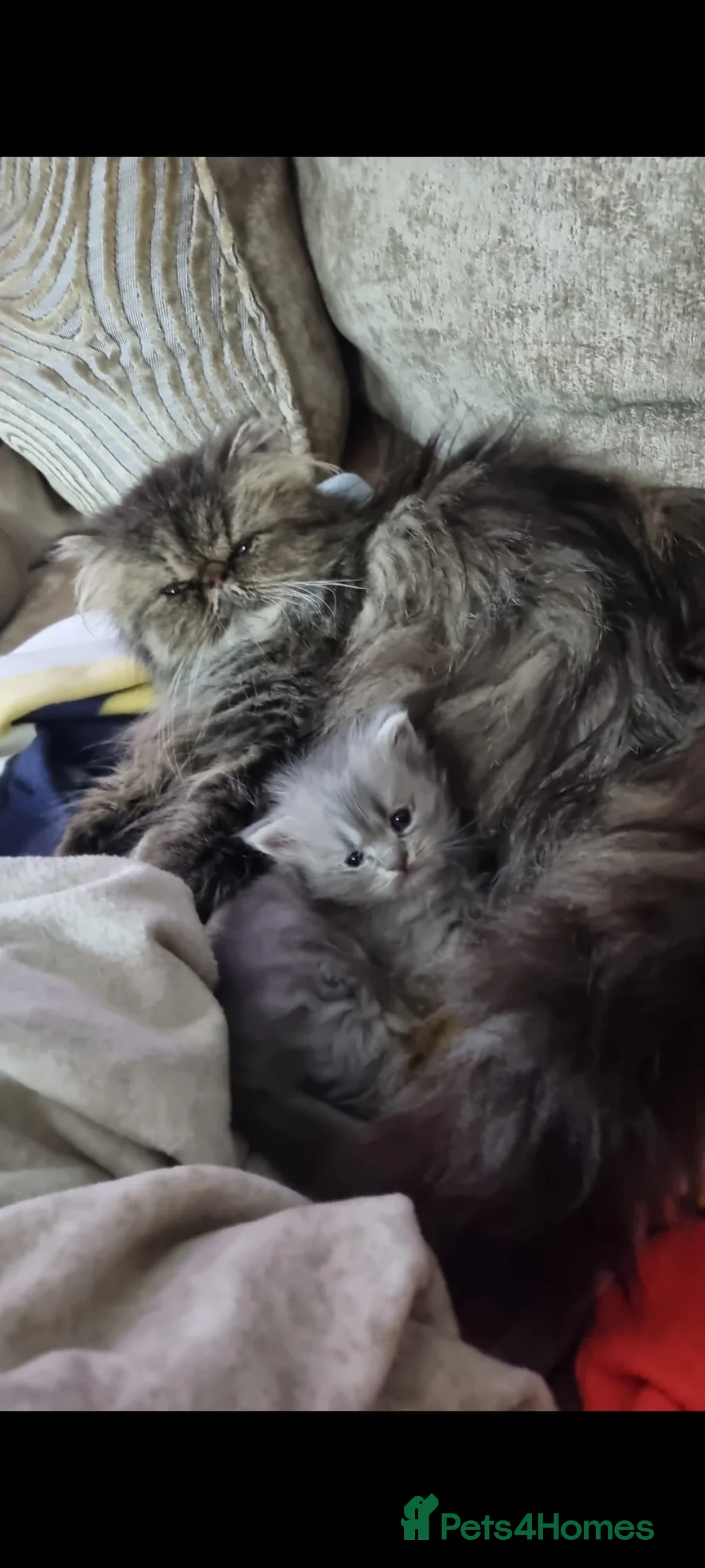 Maine Coon cats for sale: Maine coon x persian kitten for sale  - Advert 2