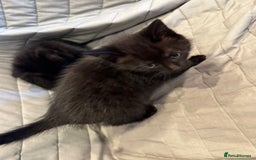 Mixed Breed cats for sale: Kittens for sale - ONLY 2 BLACK MALES REMAINING - Image 10
