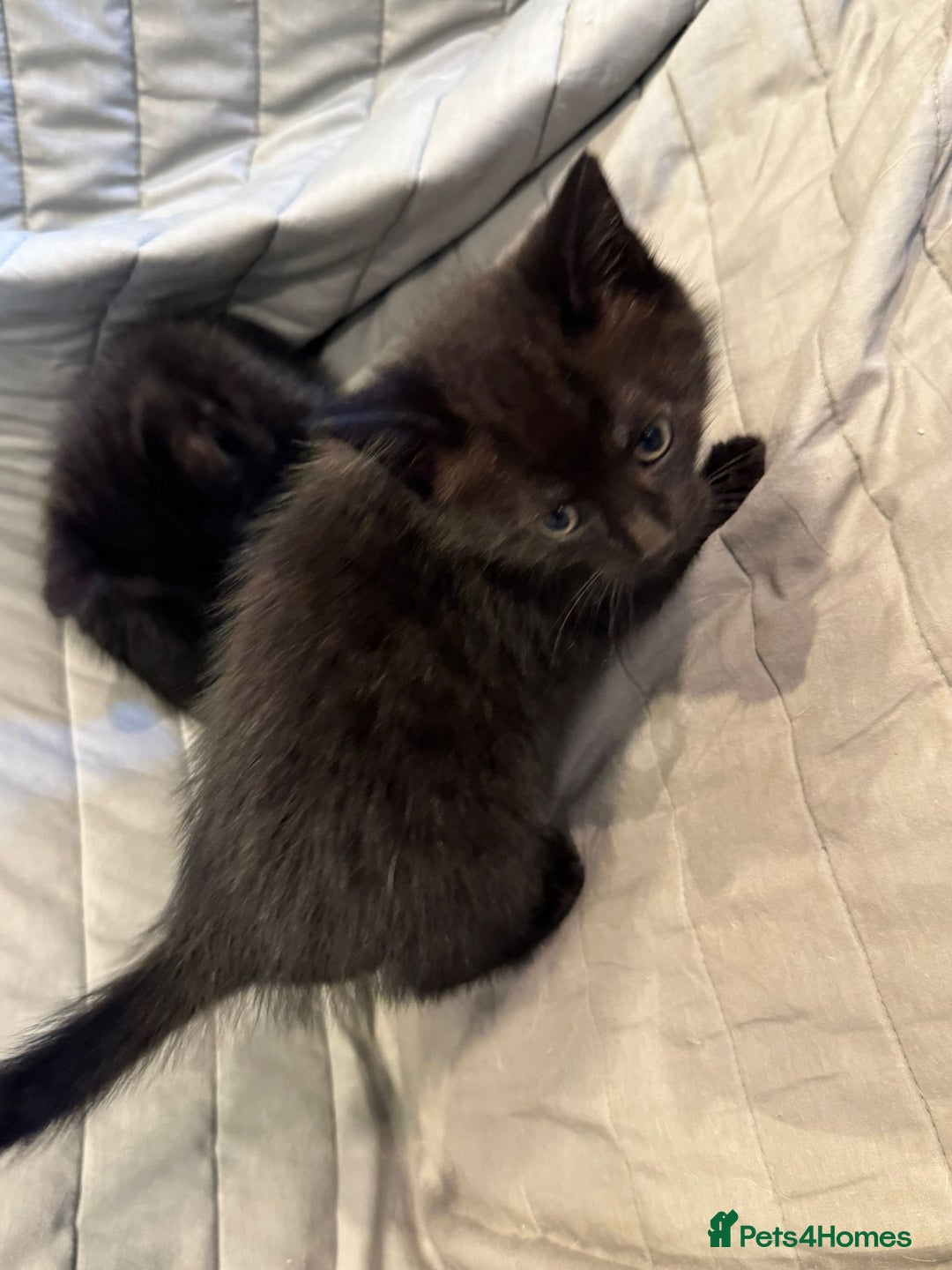 Mixed Breed cats for sale: Kittens for sale - ONLY 2 BLACK MALES REMAINING - Image 10