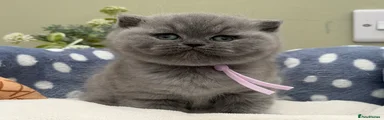 British Shorthair Kitten 3