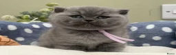 British Shorthair cats for sale: Beautiful British Kittens - Advert 22