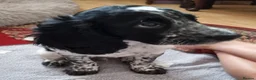 Cocker Spaniel dogs for sale: 1 Stunning Male Blue Roan Working Cocker Spaniel  - Advert 7
