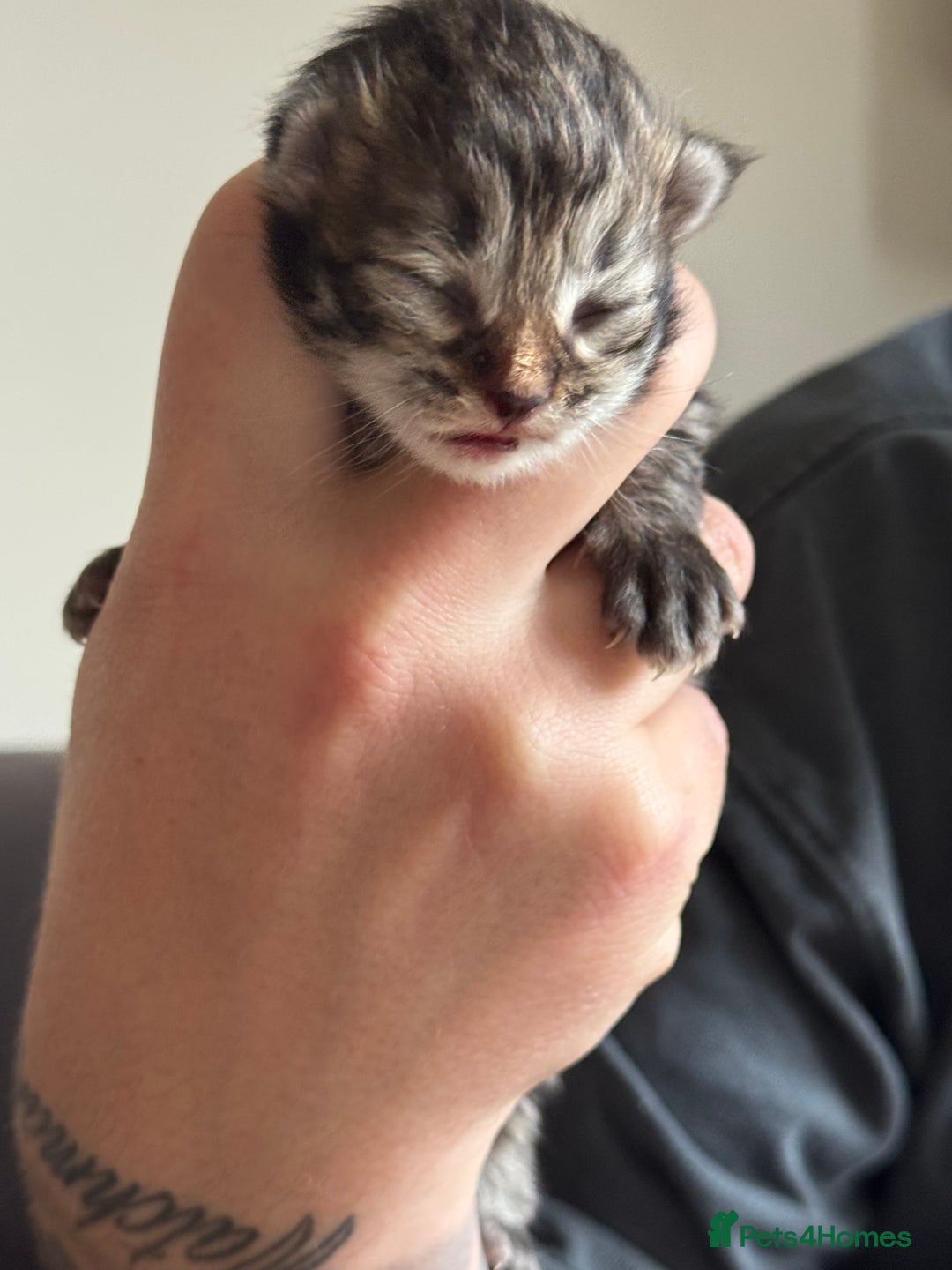 Siberian cats for sale: Exceptional Siberian Kittens - Waiting List Open - Image 12