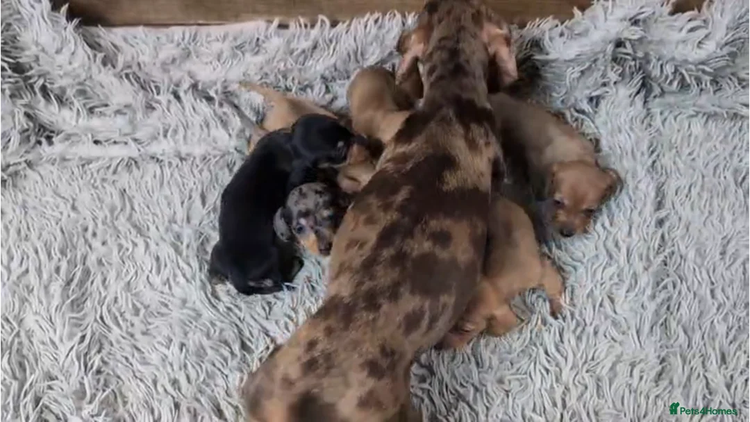 Miniature Dachshund dogs for sale: Mini Dachshund Puppies KC Ready start of March 🐾 - Advert 8