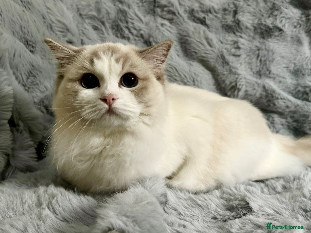 Ragdoll cats for sale: Pure Ragdoll kittens, ready 20th December - Advert 8