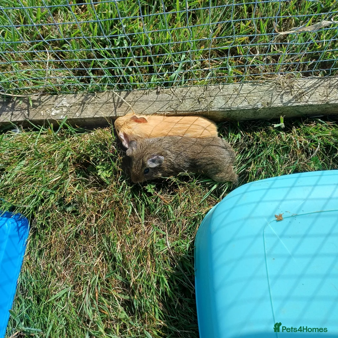 Guinea Pig rodents for sale: Baby boy guinea pigs needing homes - Advert 2