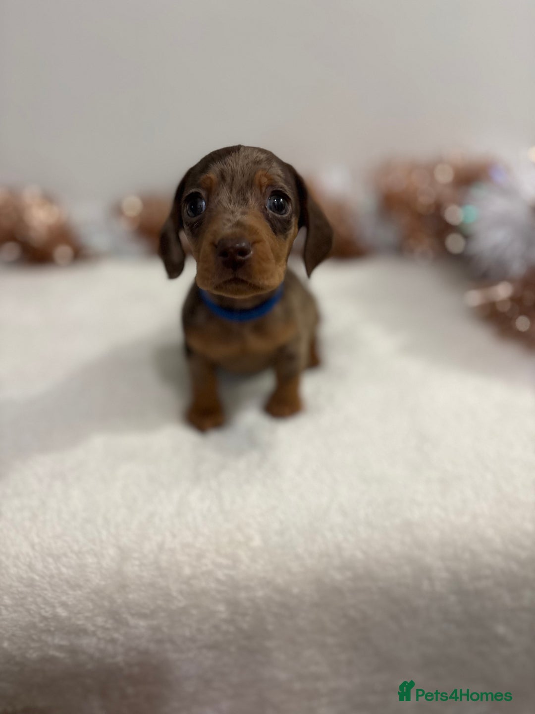 Miniature Dachshund dogs for sale: Miniature Dachshund Pups  - Advert 9