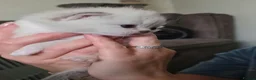 Selkirk Rex cats for sale: My Scottish Fold and Selkirk Rex are parents in Bristol - Advert 13
