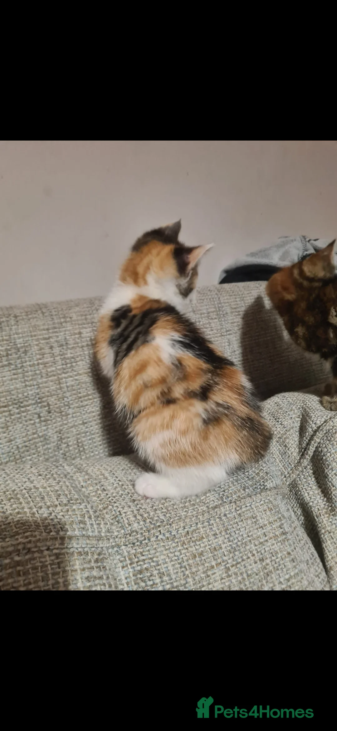 Mixed Breed cats for sale: 10 week old kittens (ready by 5th march) - Advert 13