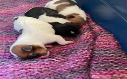 Jack Russell dogs for sale: Jack Russel Pups Short Legged - Image 2