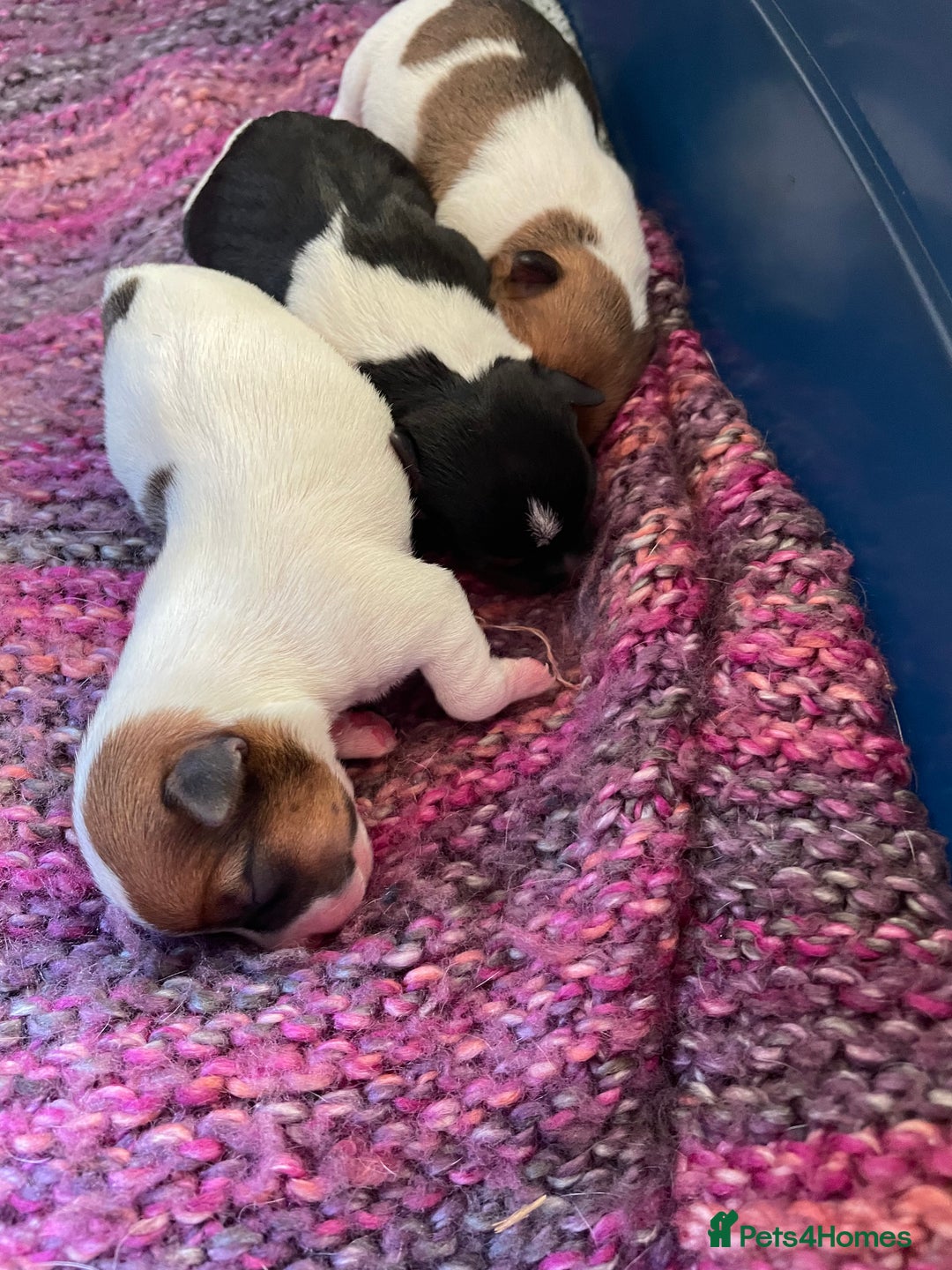Jack Russell dogs for sale: Jack Russel Pups Short Legged - Image 2