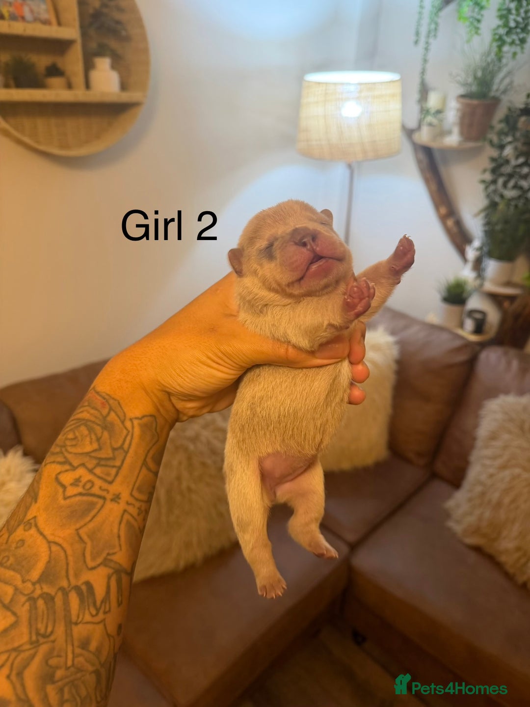 Chow Chow dogs for sale: French chows  - Advert 11