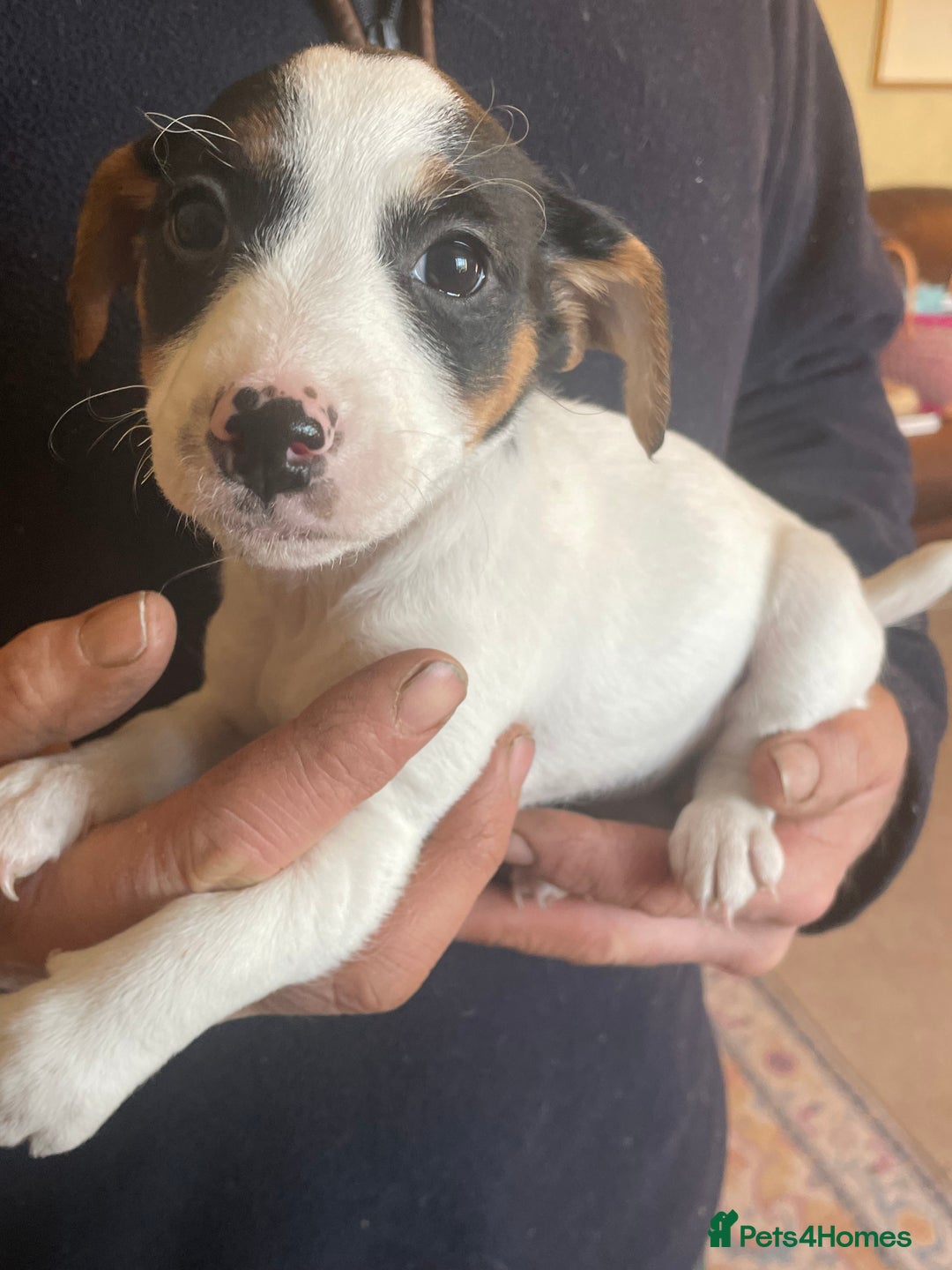 Jack Russell dogs for sale: Jack Russell Puppies  - Advert 5