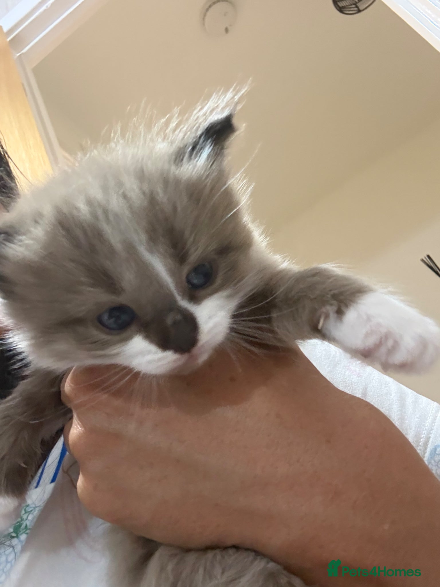 Ragdoll cats for sale: Ragdoll x bengal kittens  - Advert 15