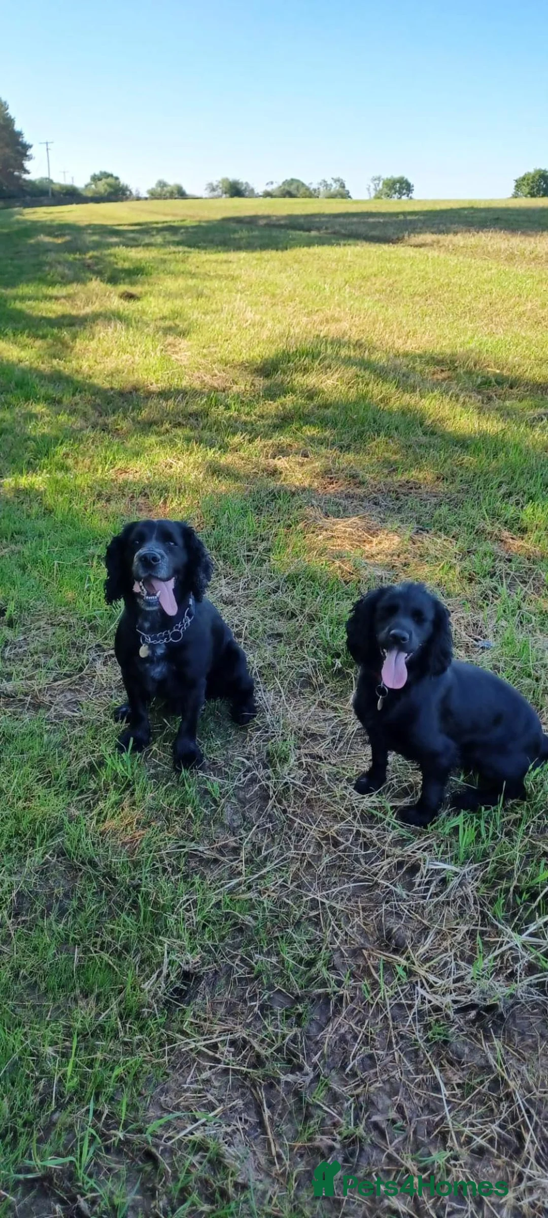 Cocker Spaniel dogs for sale: Working Cocker Spaniels - Advert 2