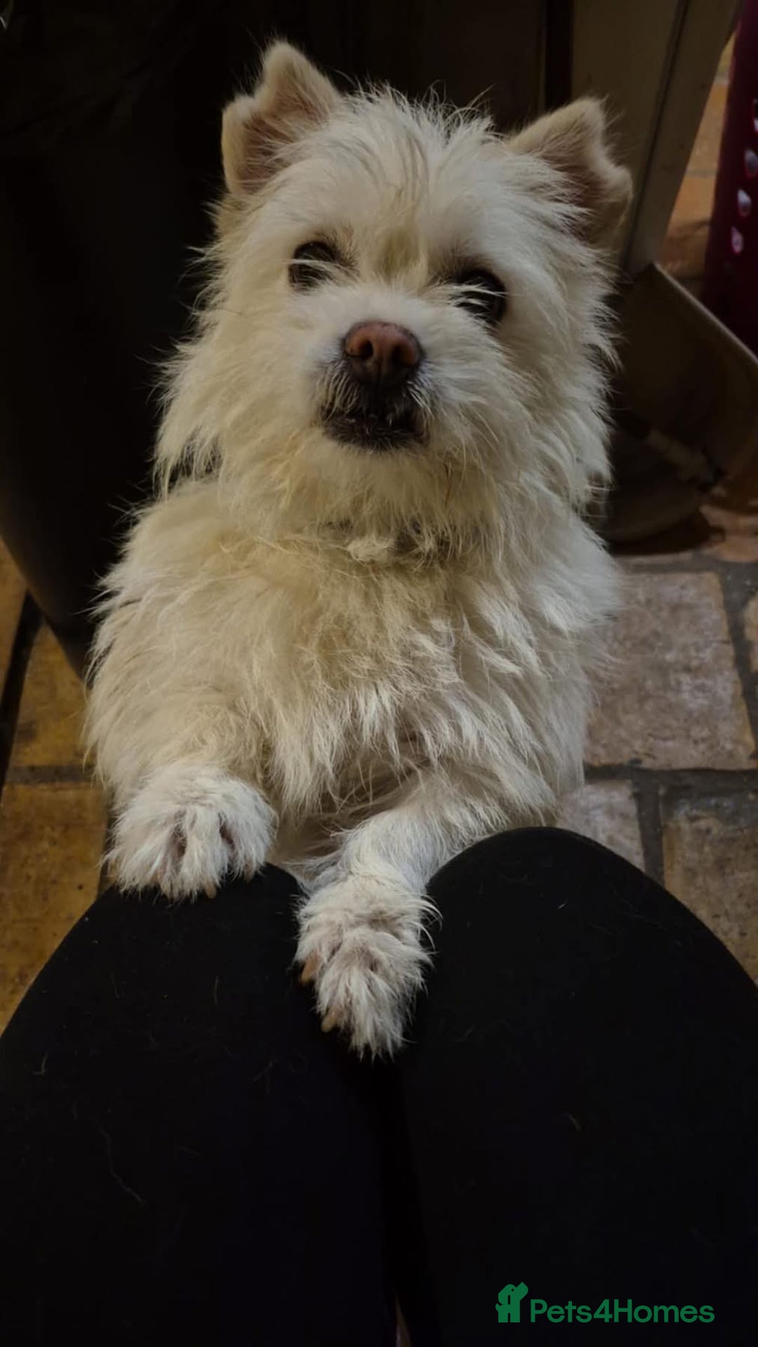 Mixed Breed dogs for adoption: Sonic - Dereham Norfolk  - Image 4