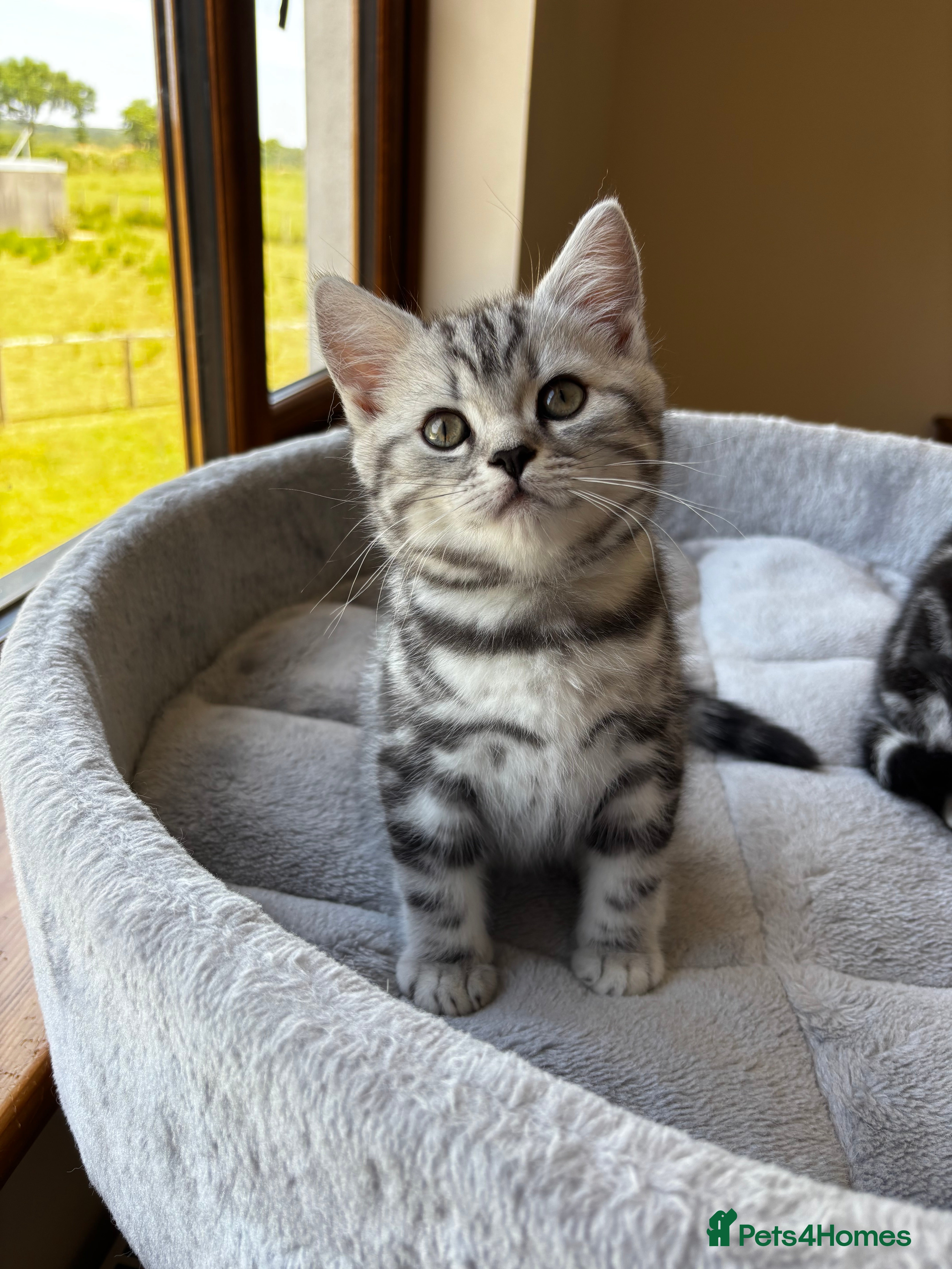 British Shorthair cats 💙❤️ GORGEOUS PEDIGREE SILVER TABBY BSH ❤️💙 - Advert 2