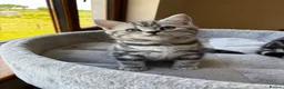 British Shorthair cats for sale: 💙❤️ GORGEOUS PEDIGREE SILVER TABBY BSH ❤️💙 - Advert 2