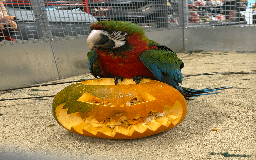 Macaws birds for sale: Gorgeous baby handreared Harlequin  - Image 2