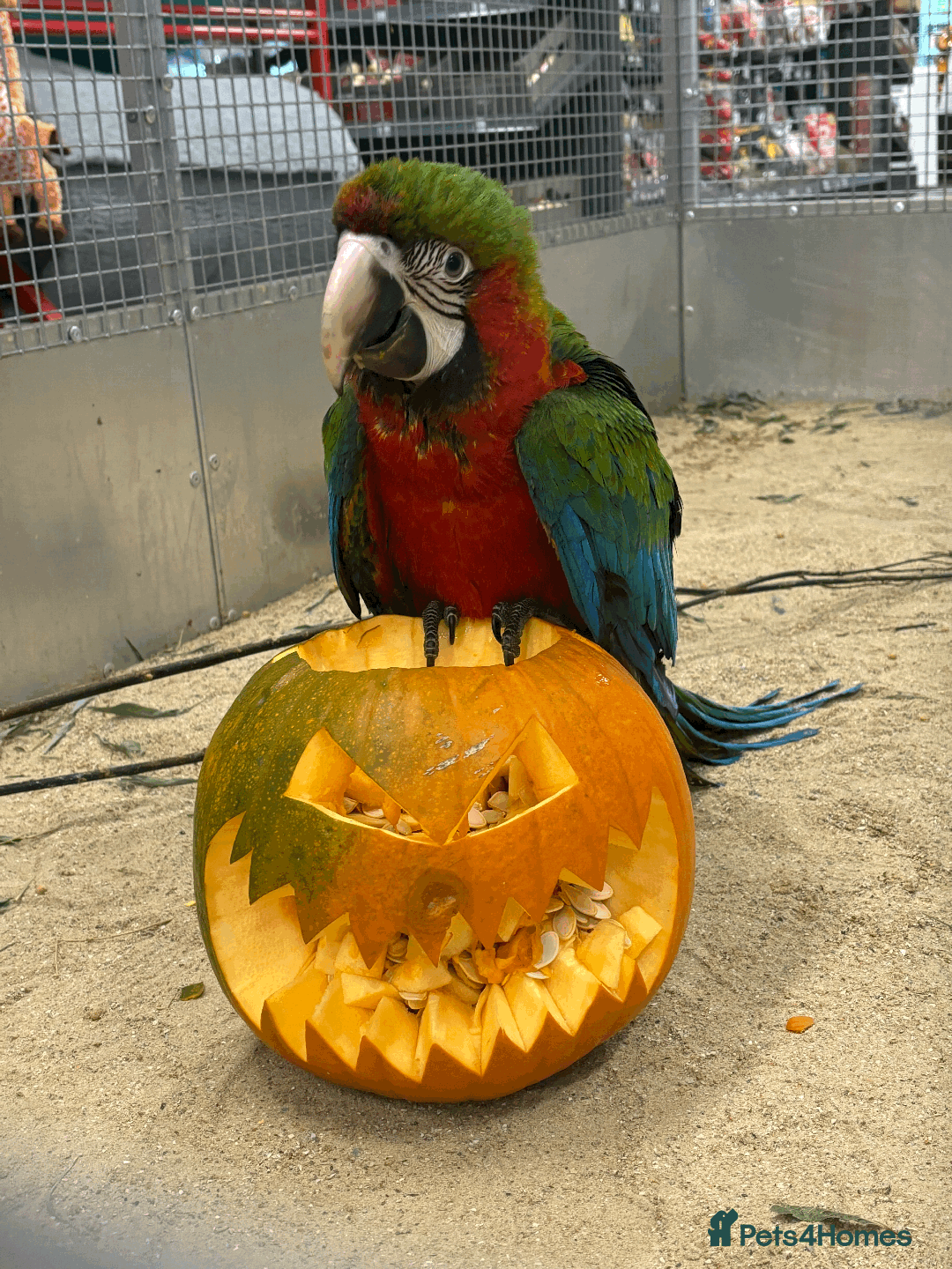 Macaws birds for sale: Gorgeous baby handreared Harlequin  - Image 2