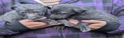 Deerhound dogs for sale: Scottish Deerhound Puppies  - Advert 2