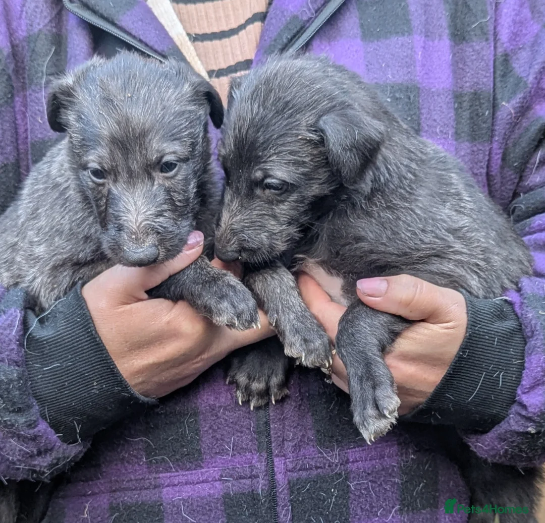 Deerhound dogs for sale: Scottish Deerhound Puppies  - Advert 2