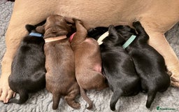 Mixed Breed dogs for sale: French bulldog cross puppies - Advert 5