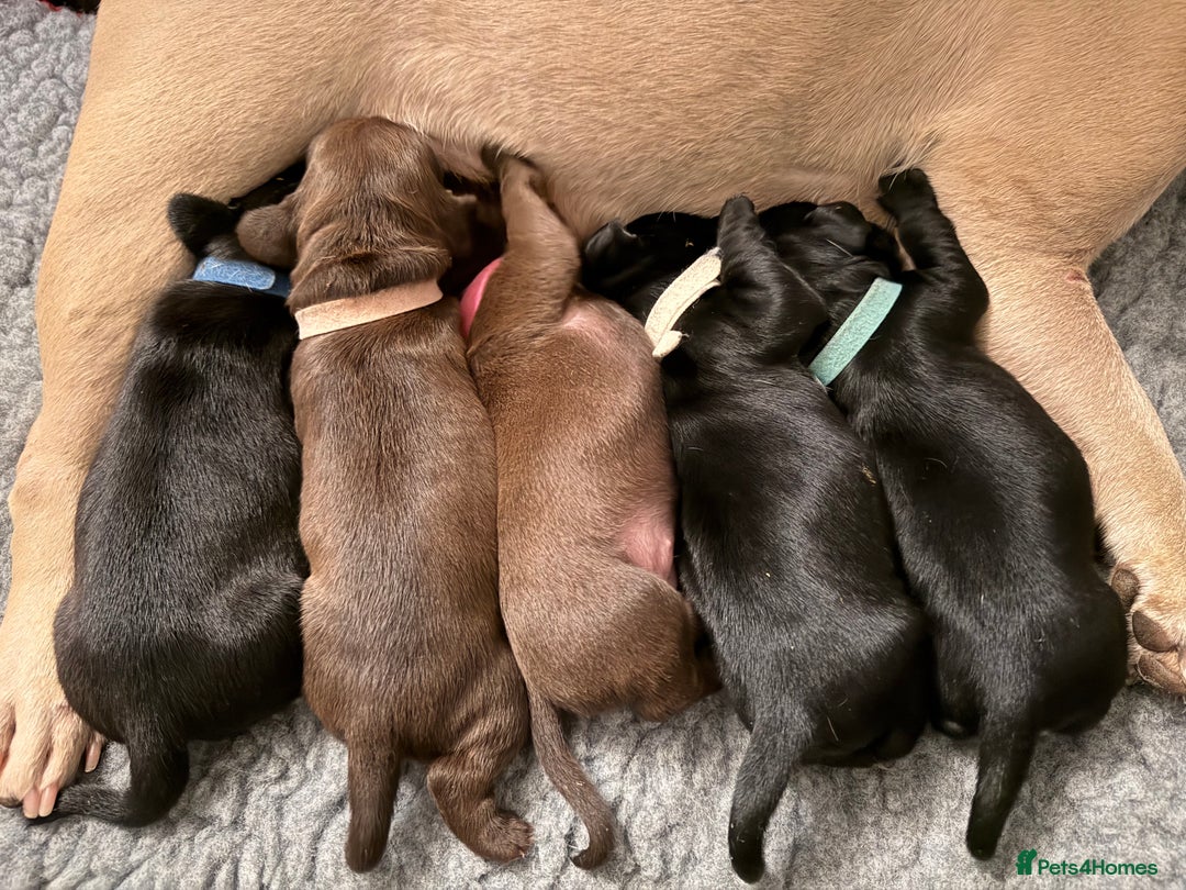 Mixed Breed dogs for sale: French bulldog cross puppies - Advert 5
