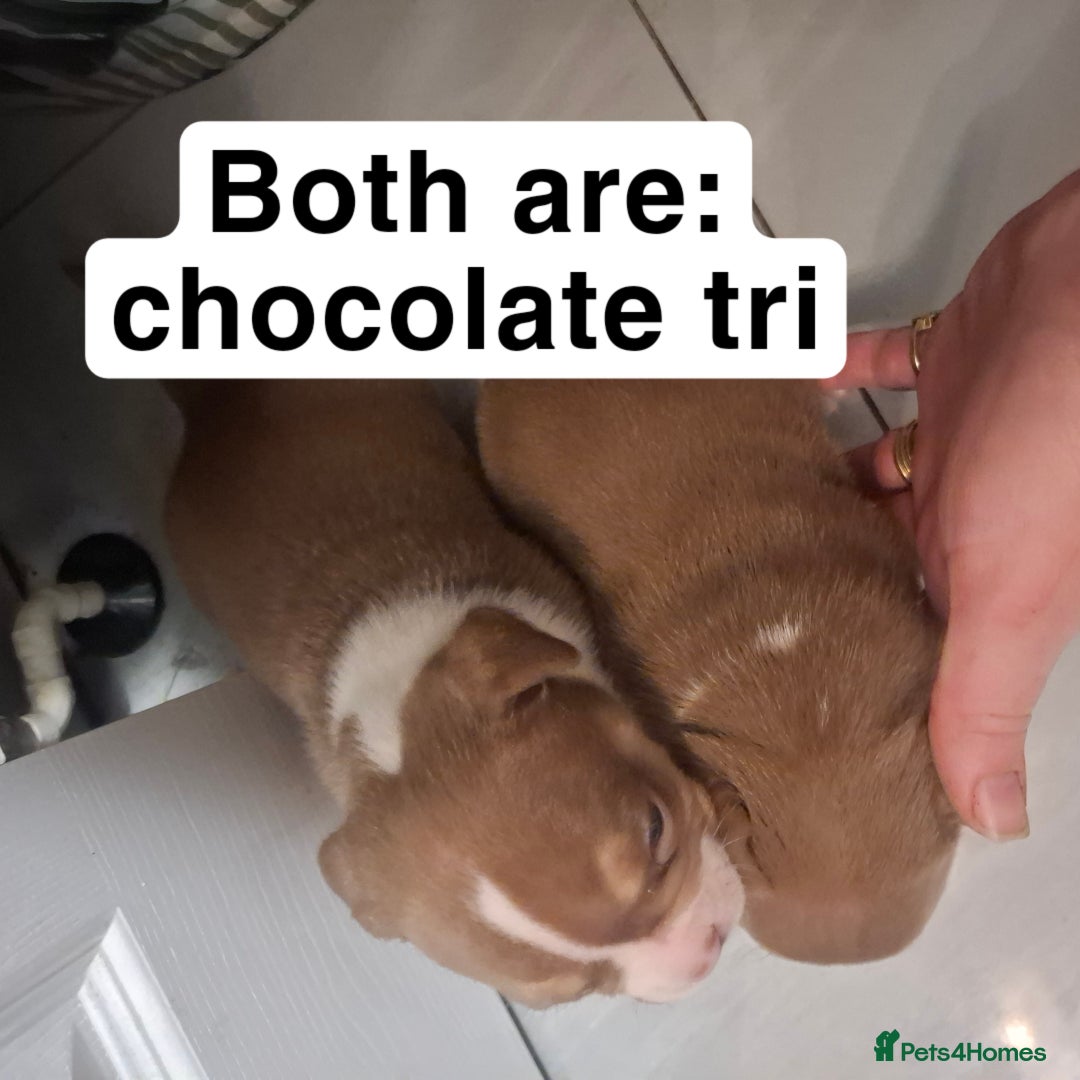 American Bully dogs for sale: AMERICAN BULLY PUPPIES 🐶  - Advert 15