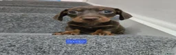Dachshund dogs for sale: Beautiful dachshund babies  in Barnsley - Advert 4
