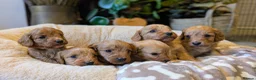 Cavapoo dogs for sale: ⭐⭐⭐⭐⭐ F1 Cavapoo puppies Health tested parents.  - Advert 4