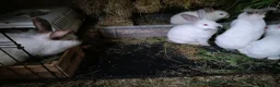 Californian rabbits for sale: Californian & New ZEALAND babies in Wallington - Advert 2