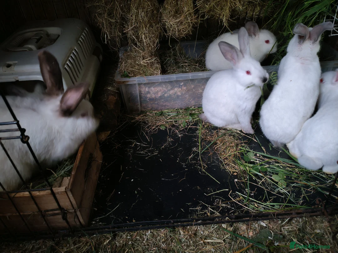 Californian rabbits for sale: Californian & New ZEALAND babies in Wallington - Advert 2