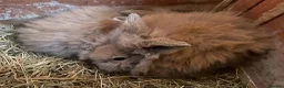 Lionhead rabbits for sale: Baby Lion head bunnies for sale - Advert 5