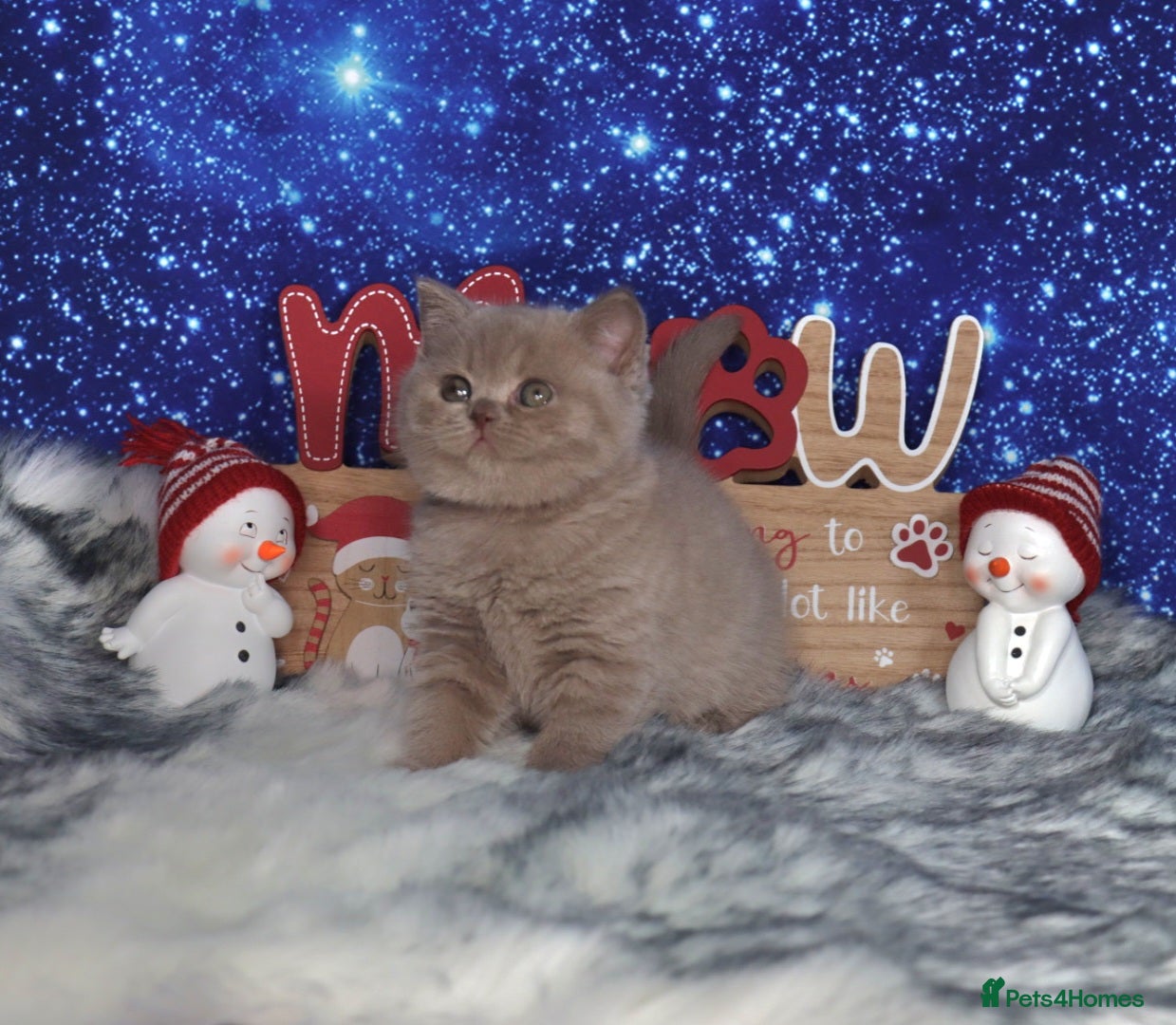 British Shorthair cats Tica registered British Shorthair kittens - Advert 11