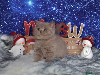 British Shorthair cats Tica registered British Shorthair kittens - Advert 10