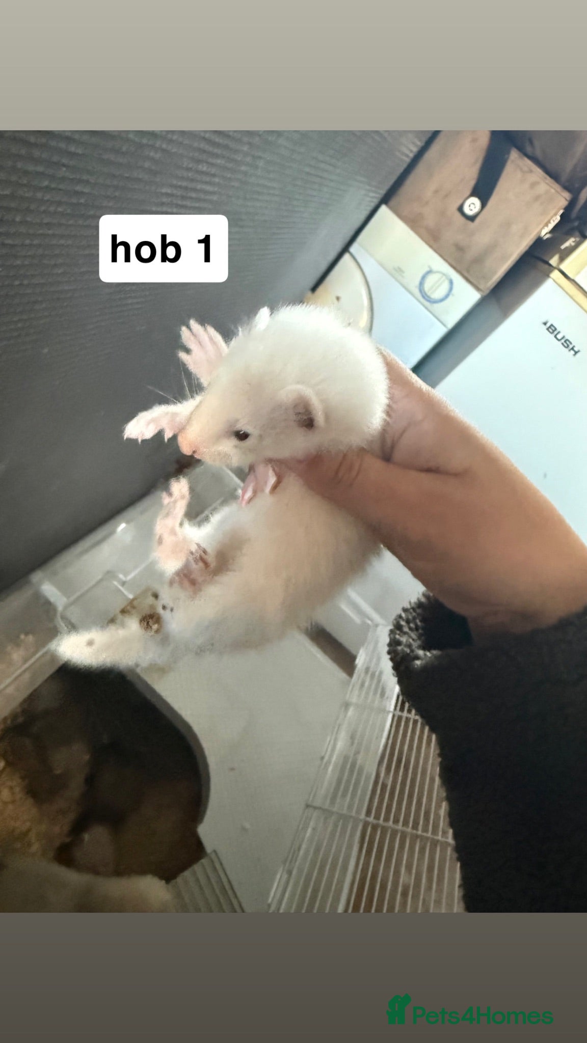 Ferret rodents ferret kits for sale - Advert 9