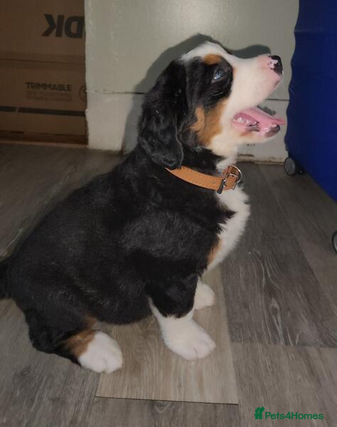 Bernese Mountain Dog dogs for sale: Bernese Mountain Puppies - Image 9