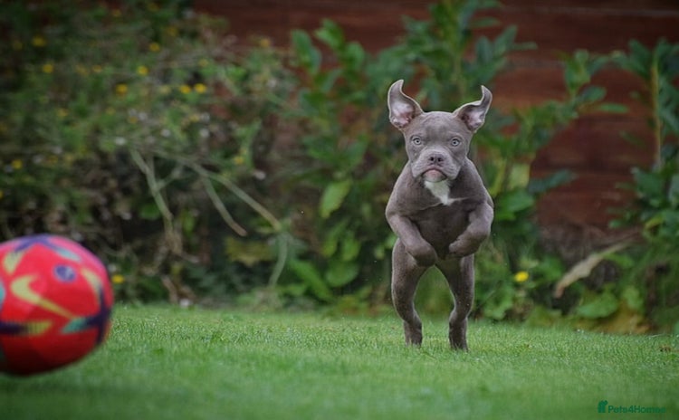 Old Tyme Bulldog dogs - Advert 4