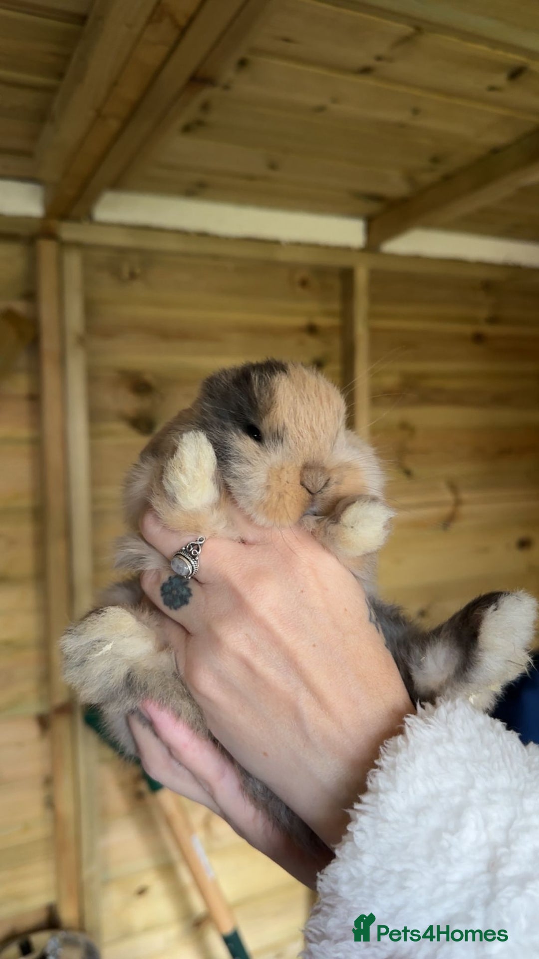 Mini Lop rabbits for sale: Pedigree mini lop bunnies - Advert 3