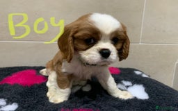 Cavalier King Charles Spaniel dogs for sale: Cavalier King Charles spaniel  - Image 1