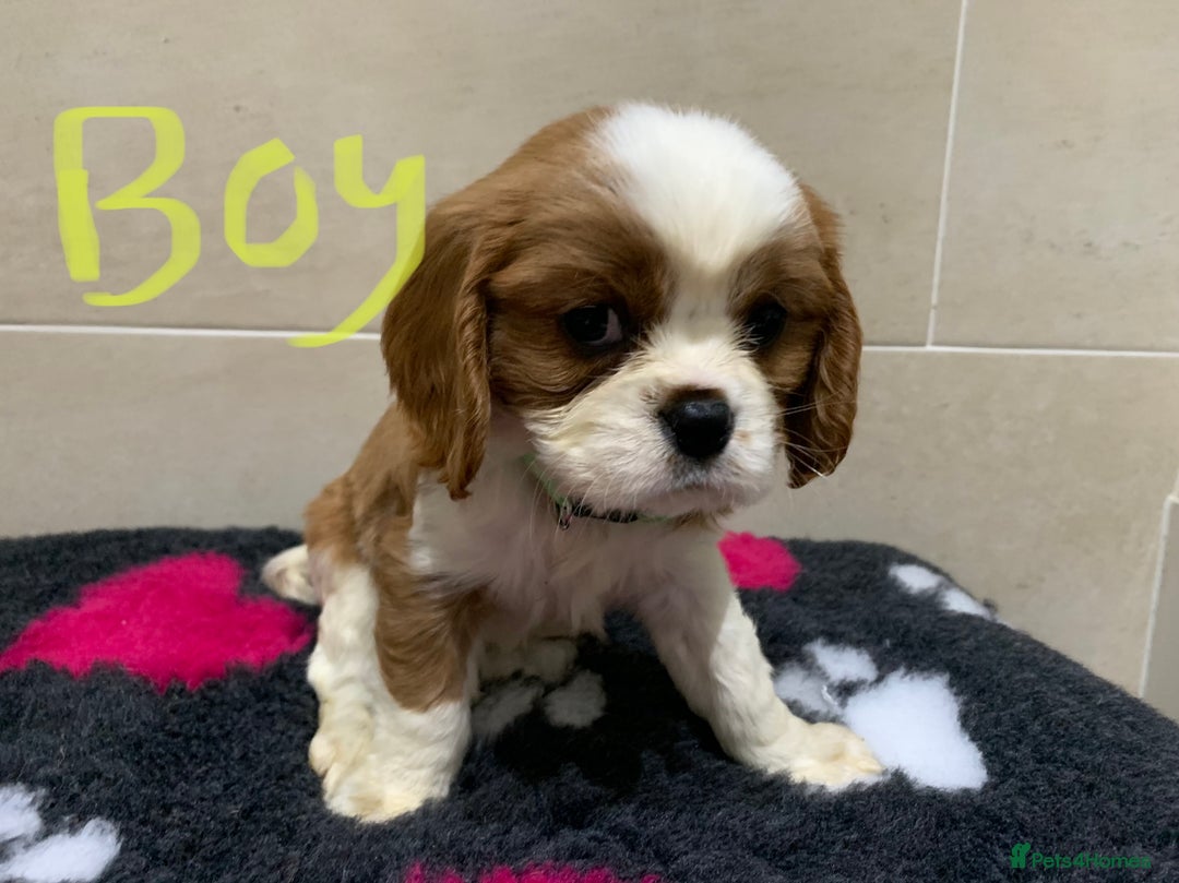 Cavalier King Charles Spaniel dogs for sale: Cavalier King Charles spaniel  - Image 1