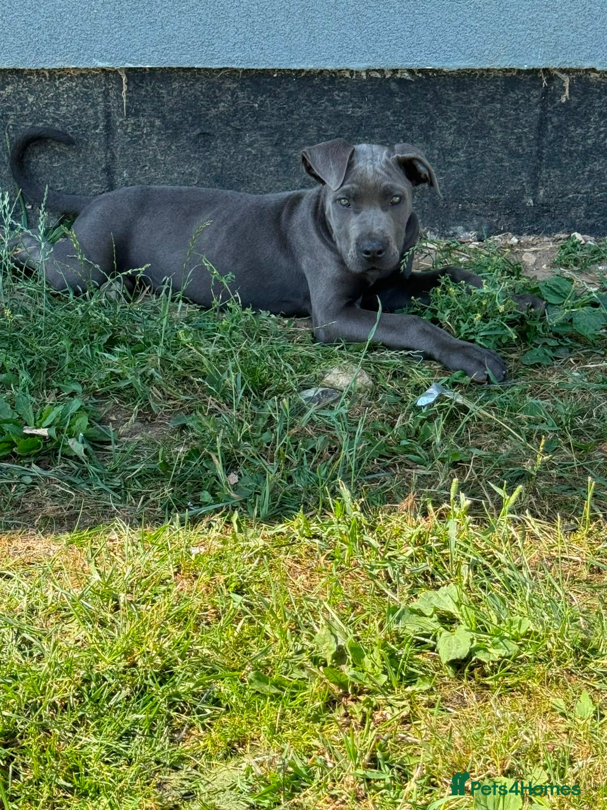 Cane Corso dogs Cane corso pup female fully vaccinated - Advert 5
